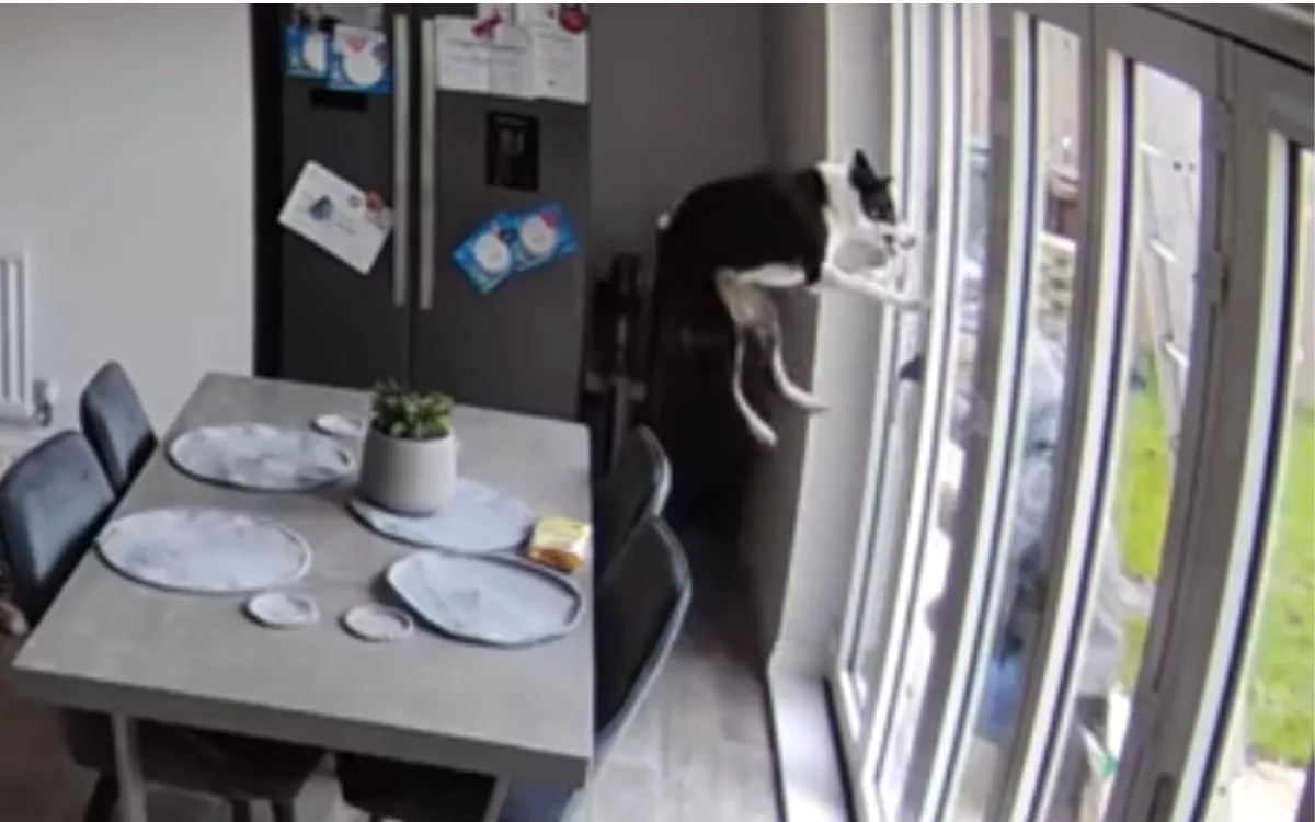 Puppy's Unexpected Reaction to Visitor While Home Alone Caught On Pet Cam - Vimarsana News