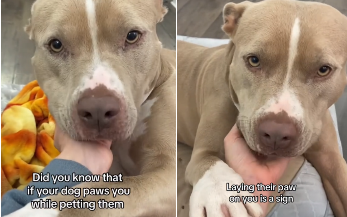 what-it-means-when-your-dog-paws-you-back-the-answer-is-heartbreaking