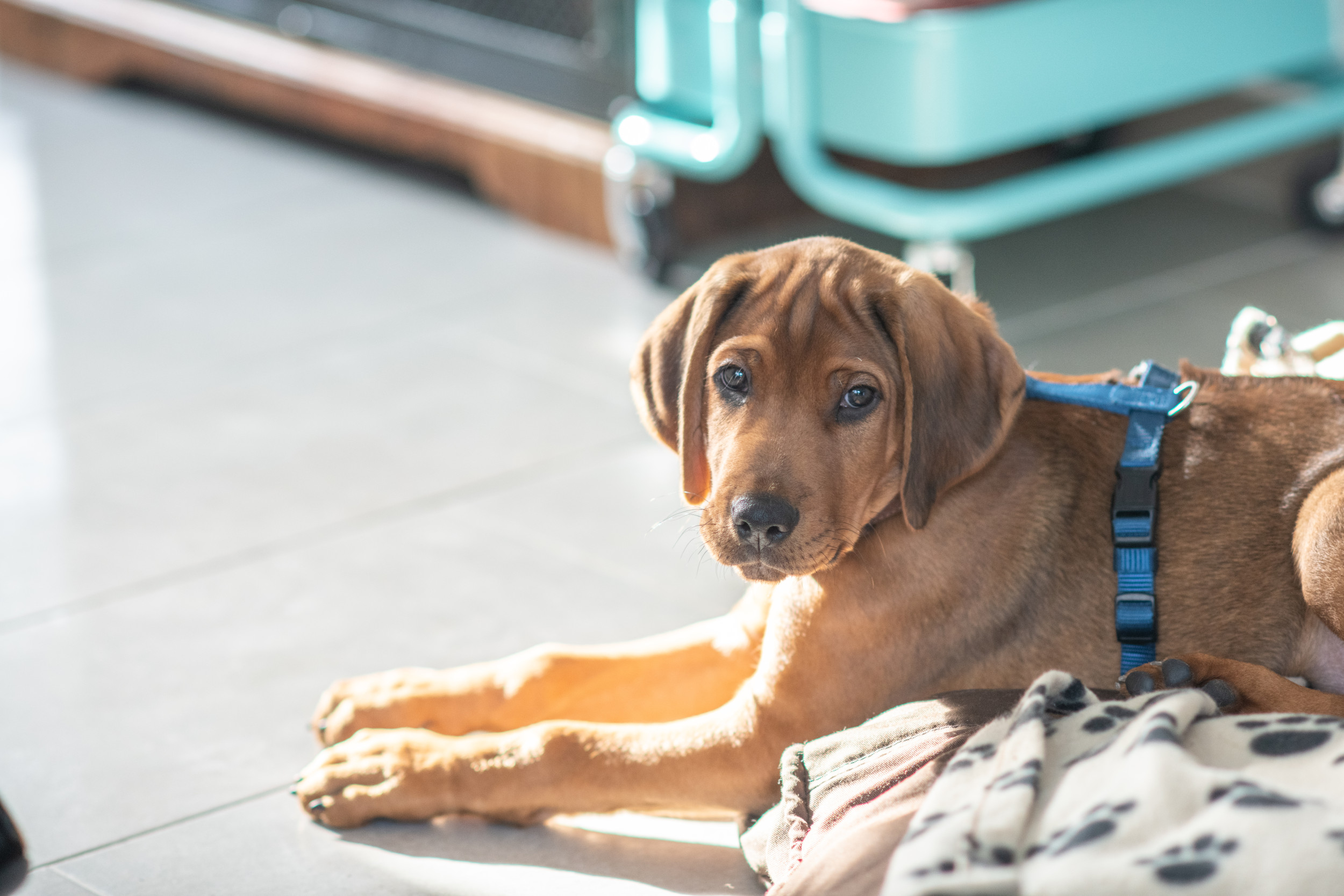 Puppy Who Can't Contain Excitement at Vet Melts Hearts: 'Be My Friend'