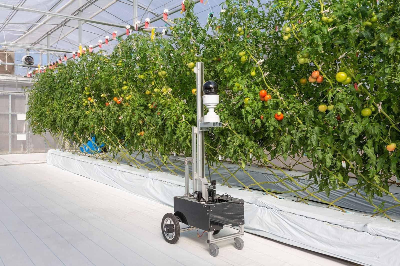 Uzaktan kumandalı veri toplama robotları seralarda dolaşarak büyüme koşullarını 4K kamerayla yakalıyor.NTT AGRITECHNOLOGY'NİN İZNİ