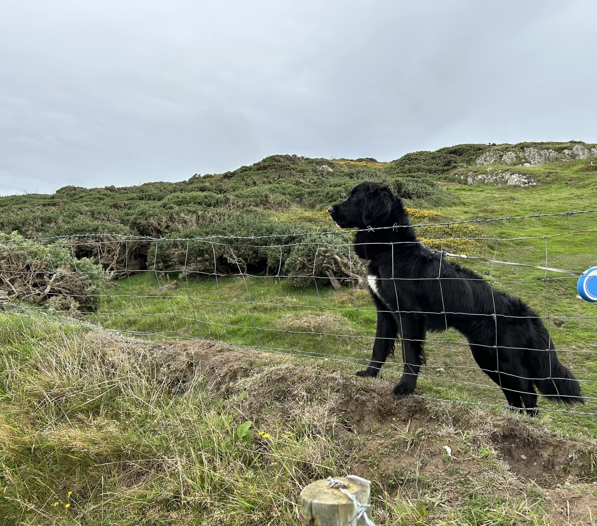 dog-stranded-on-cliff-for-12-days-rescued-after-fishermen-spot-missing