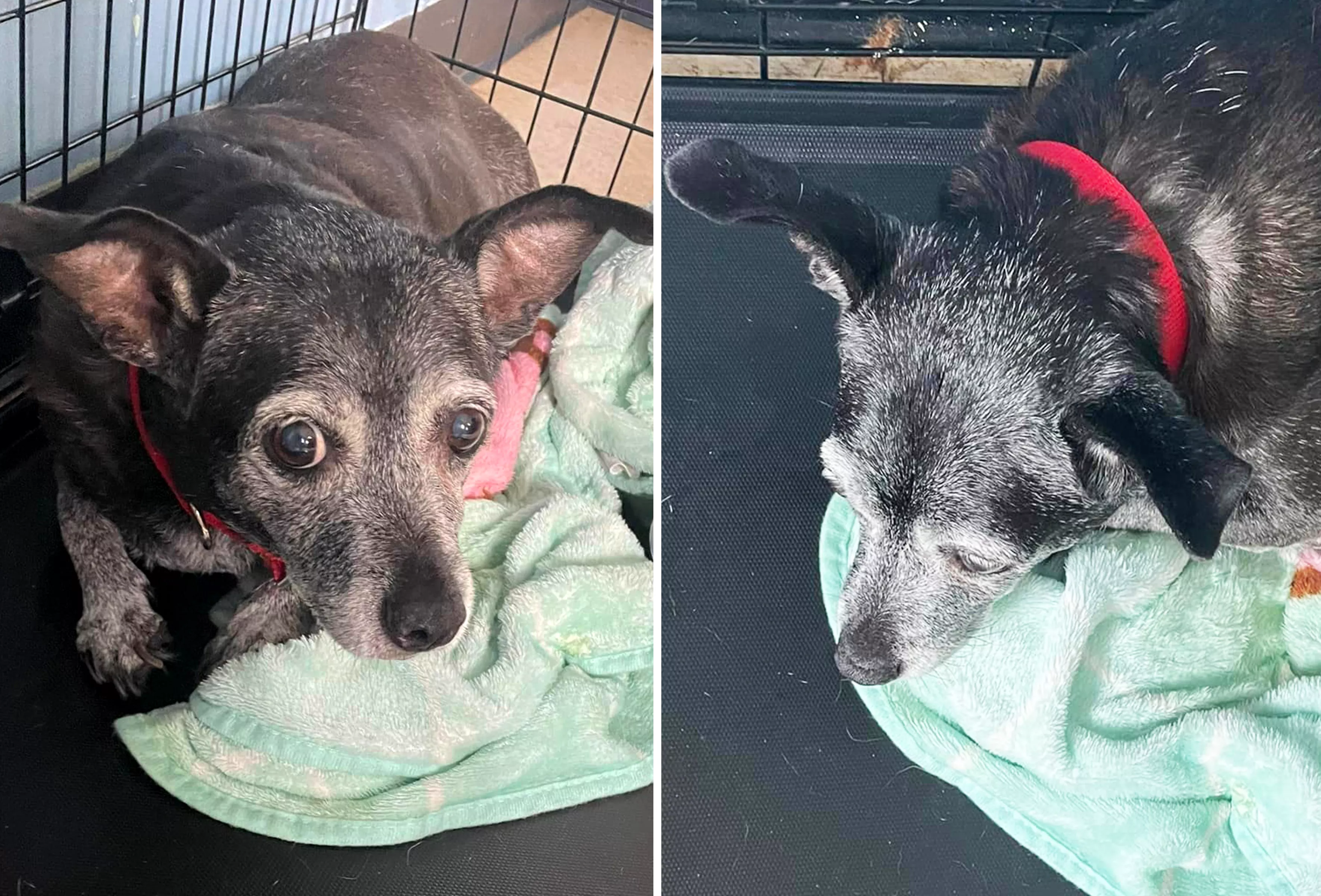 Tears Over Face of 'Sweet Sad' Dog, Thought To Be 14, Abandoned at Shelter - Vimarsana News