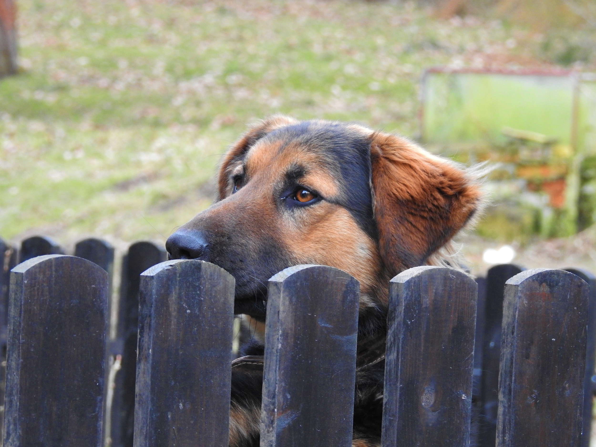 Instant shop dog fence