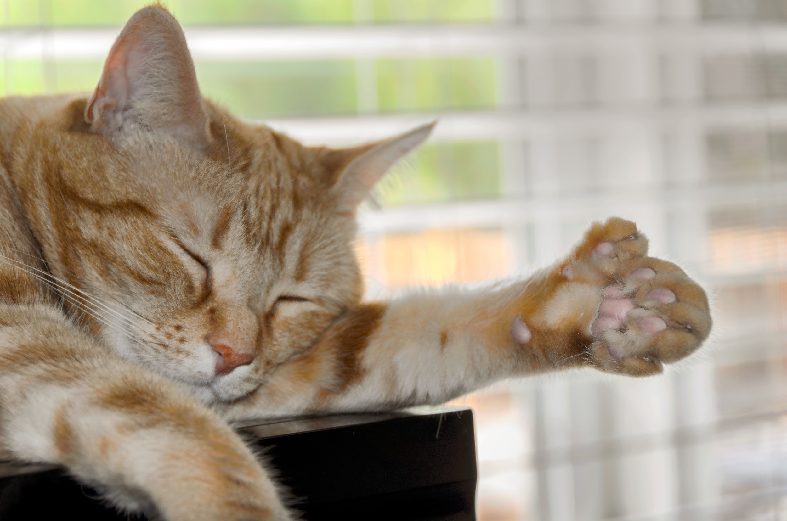 Kitten born with thumbs compared to Spider-Man in viral video