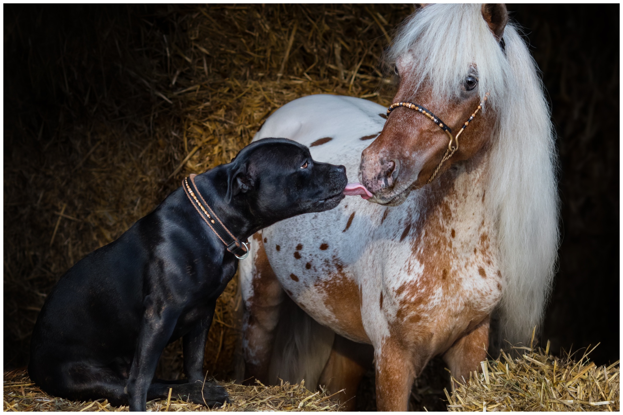 Internet Loving Tiny Horse Who Thinks She's a Dog After Mom's