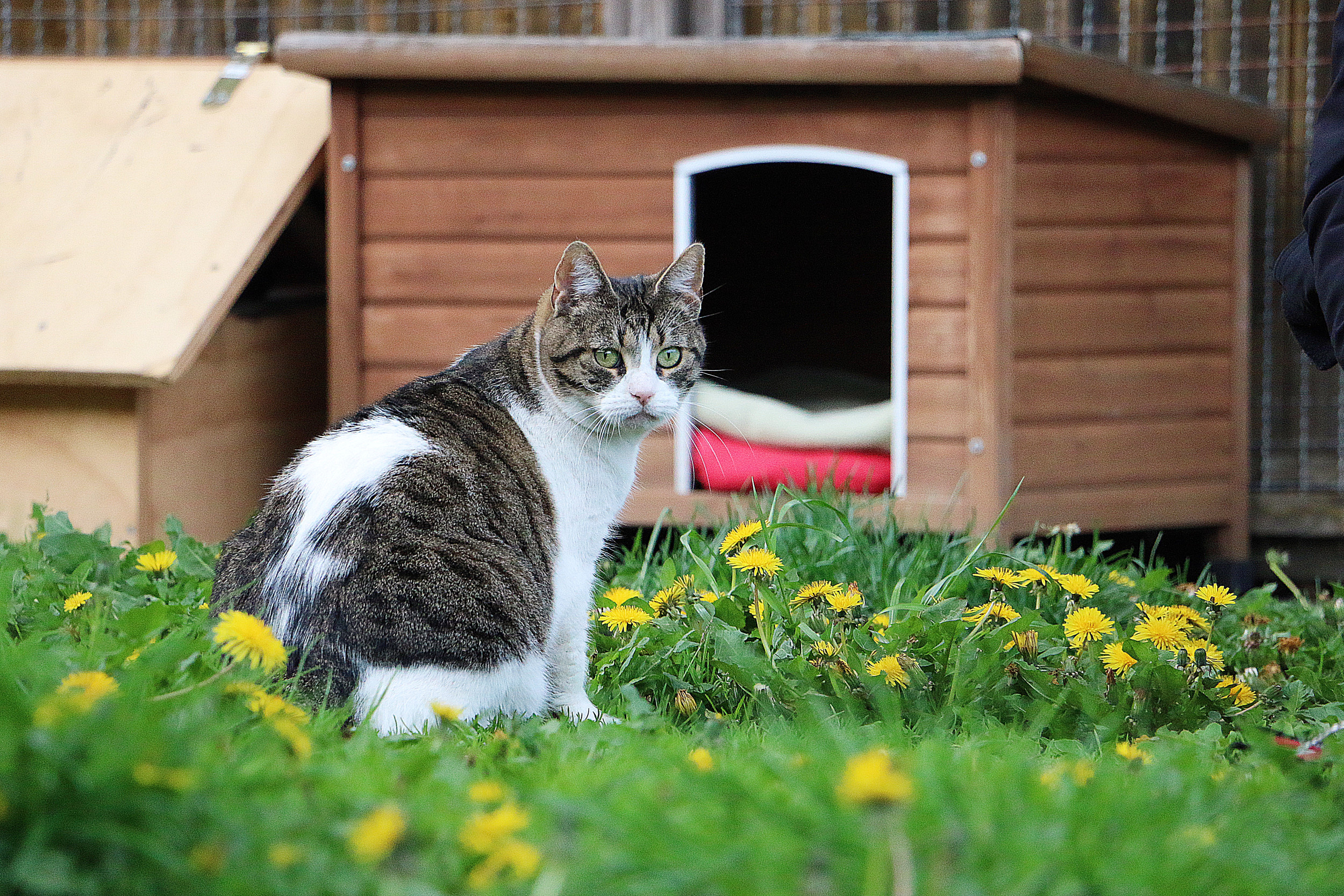 Garden Cat