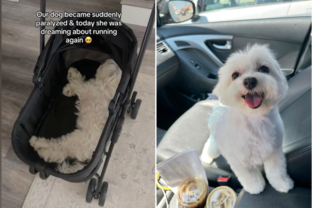 Barbara dog