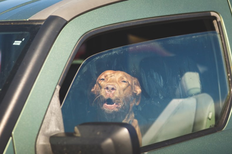 dog in the car