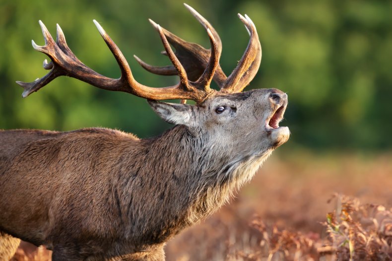 A red deer stag