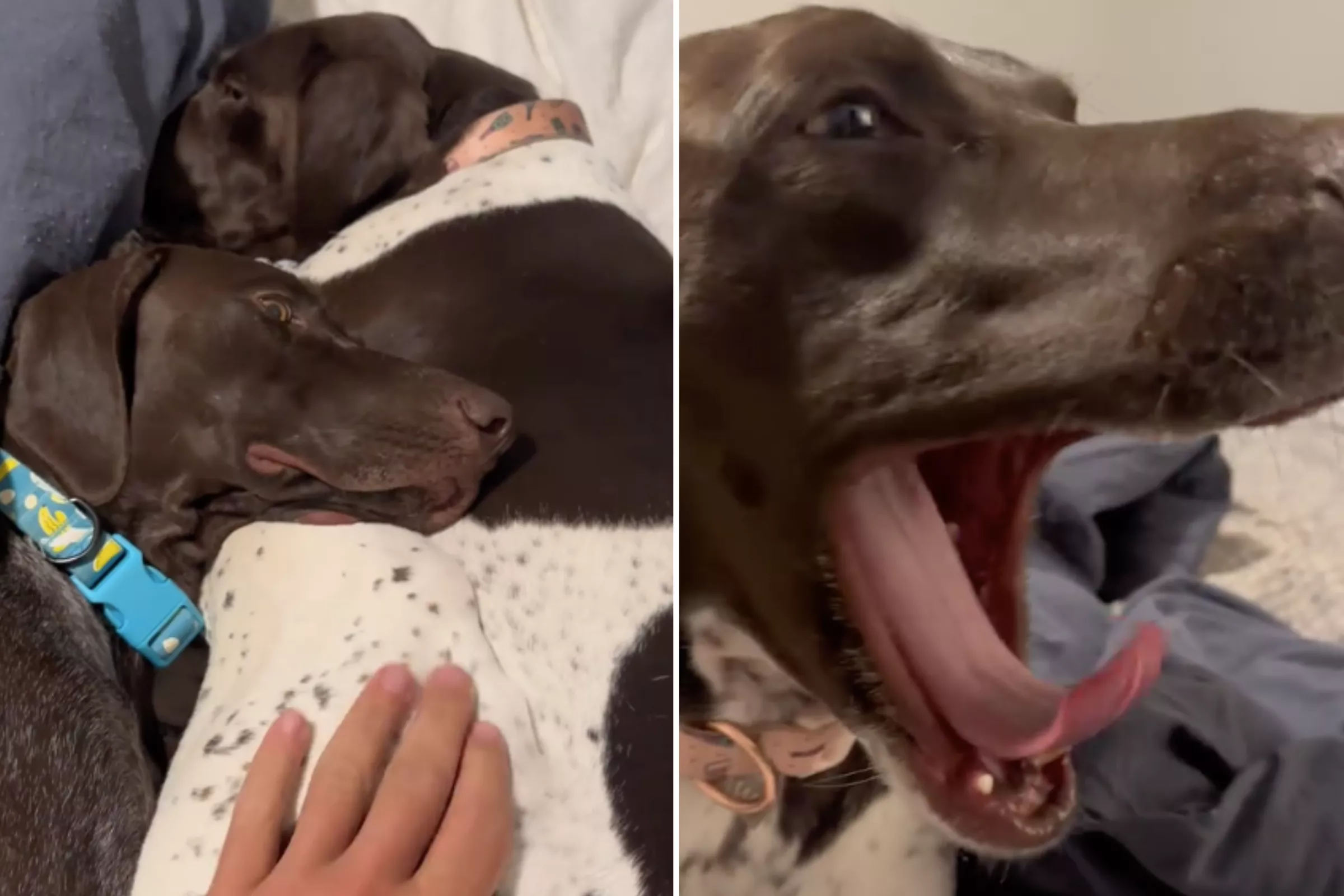 See Dogs' 6 A.M. Relatable Reaction as Owner Tries to Get Them Out of Bed - Vimarsana News