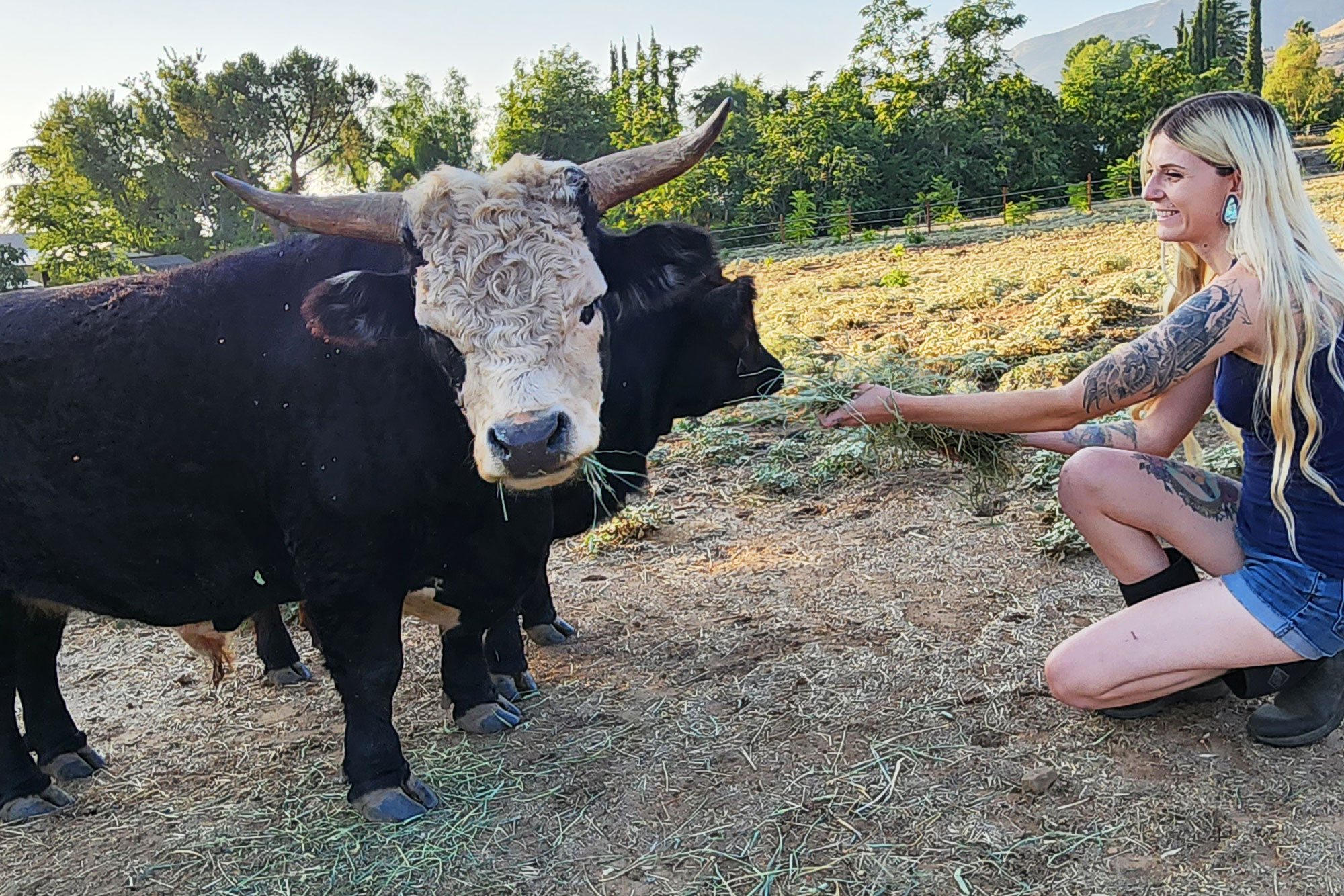 Tears As Rescue Bull Used For Breeding His Entire Life Realizes He s 
