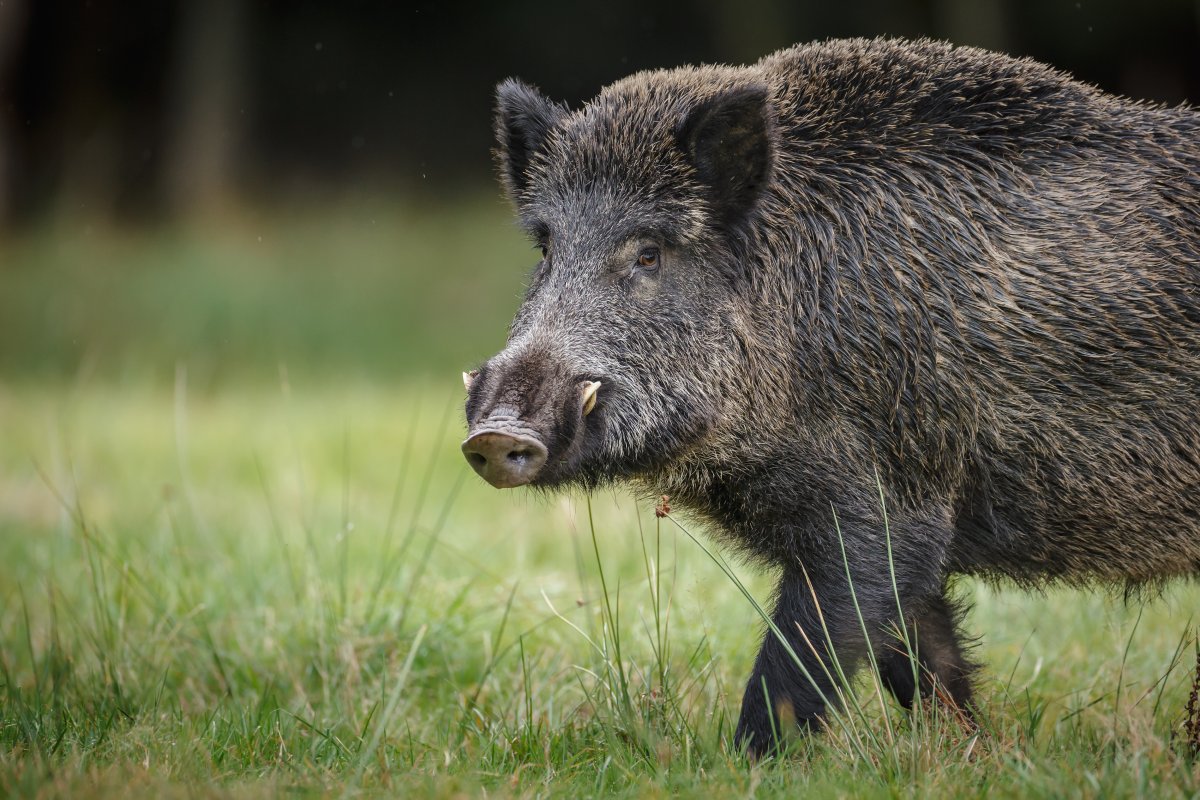 Fallout from nuclear weapons testing explains the 'wild boar