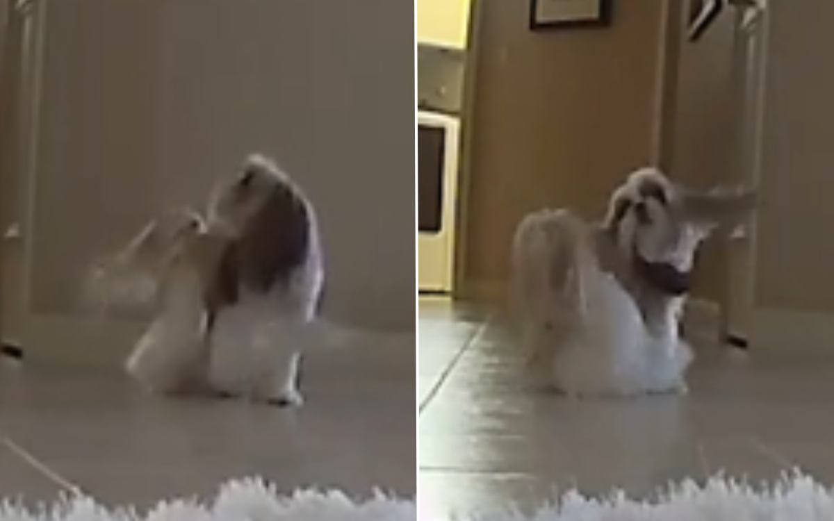 Dog Left Home Alone Caught Being 'Hysterical' on Pet Cam Newsweek