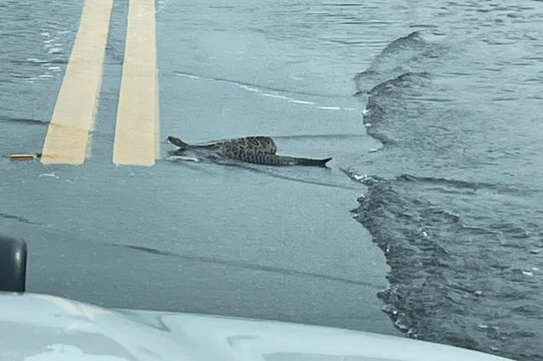 Large Snake Spotted in Hurricane Idalia's Flooding