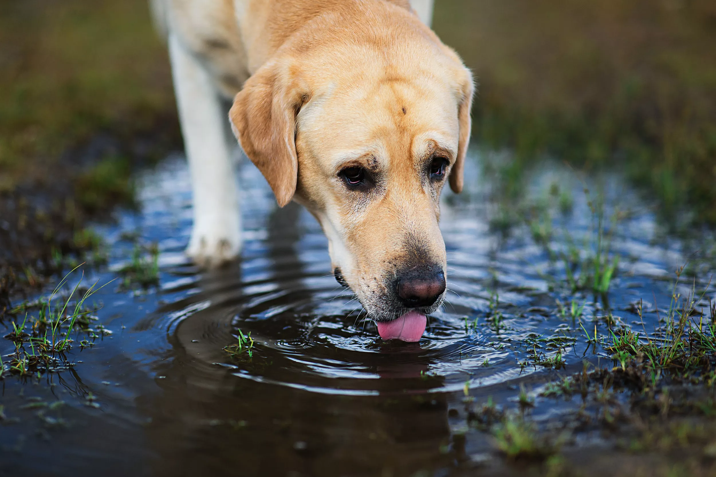 Why You Should Never Let Your Dog Drink From a Puddle - Vimarsana News
