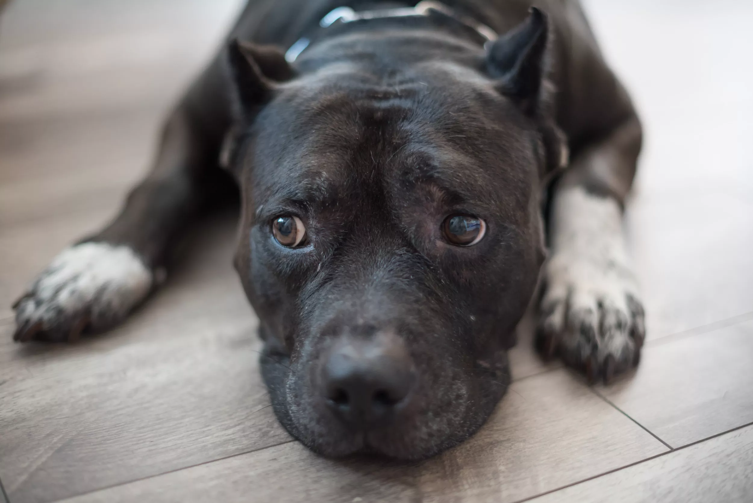 Pit Bull 'Scared' of Hurricane and Hiding Under Blanket Melts Hearts - Vimarsana News