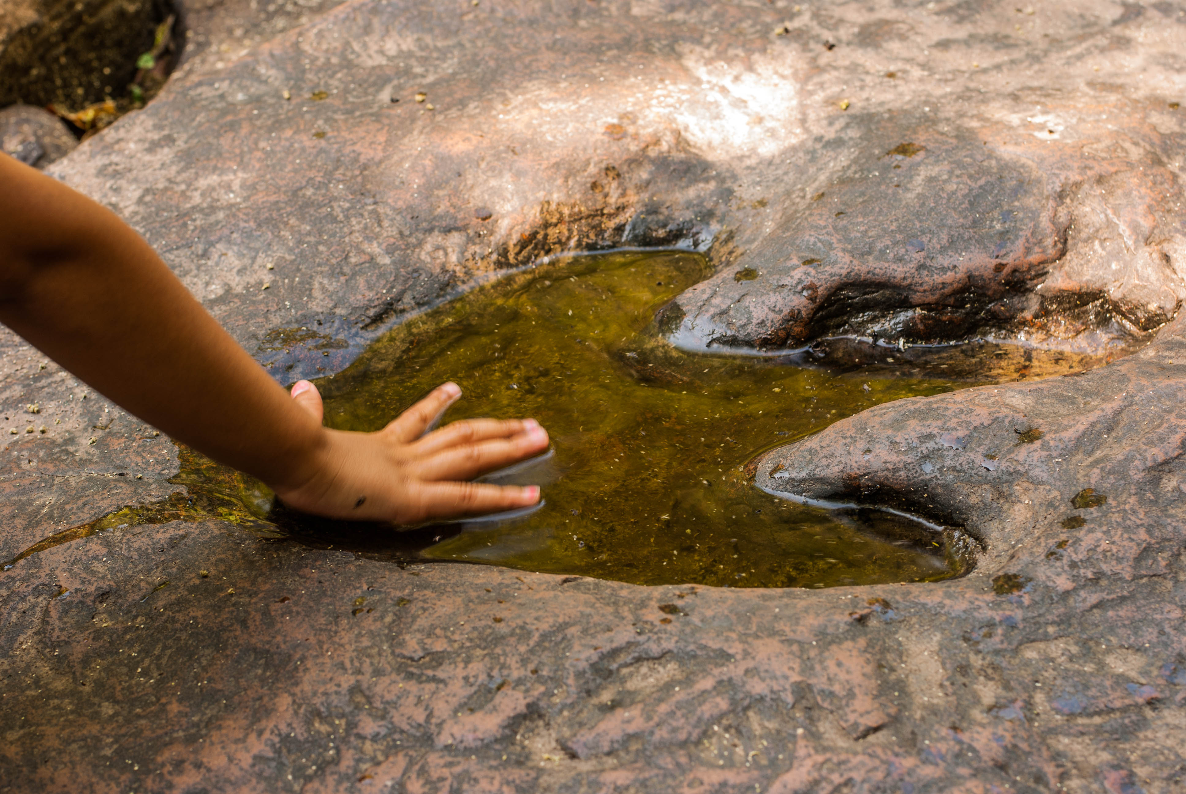  A child's hand touches a fossilized Troodontid dinosaur footprint that is filled with water.