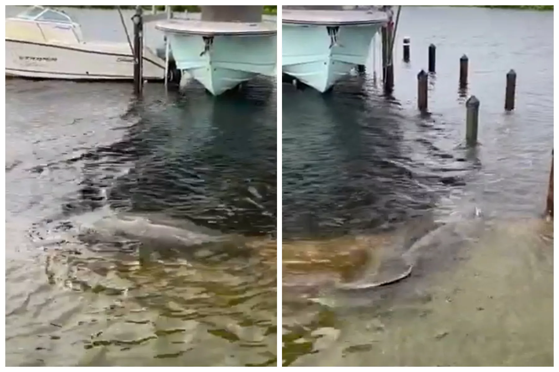 Manatee Munches on Submerged Florida Yard After Idalia Flooding - Vimarsana News