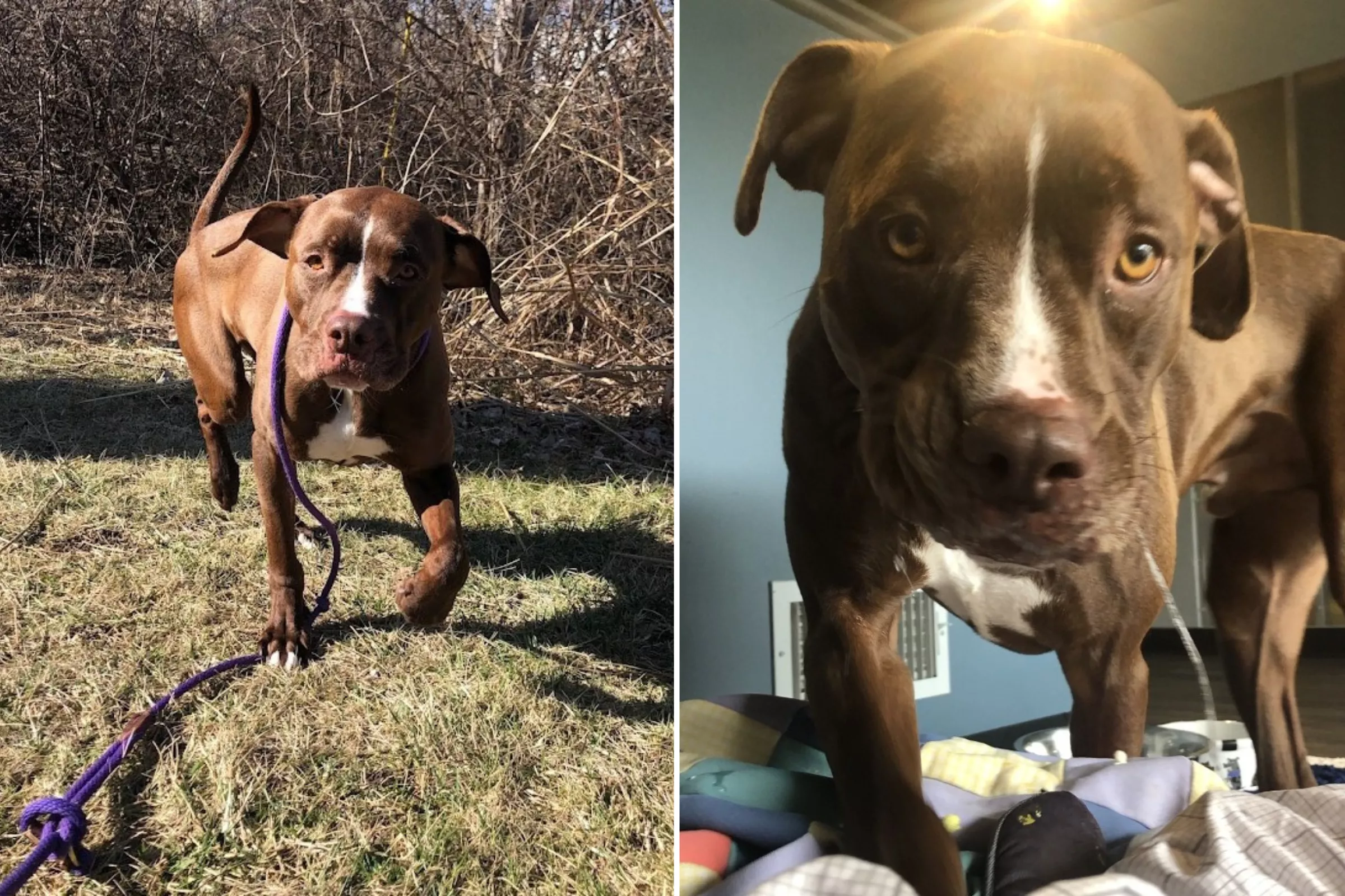 'Affectionate' Dog With No Adoption Applications in 260 Days Breaks Hearts - Vimarsana News