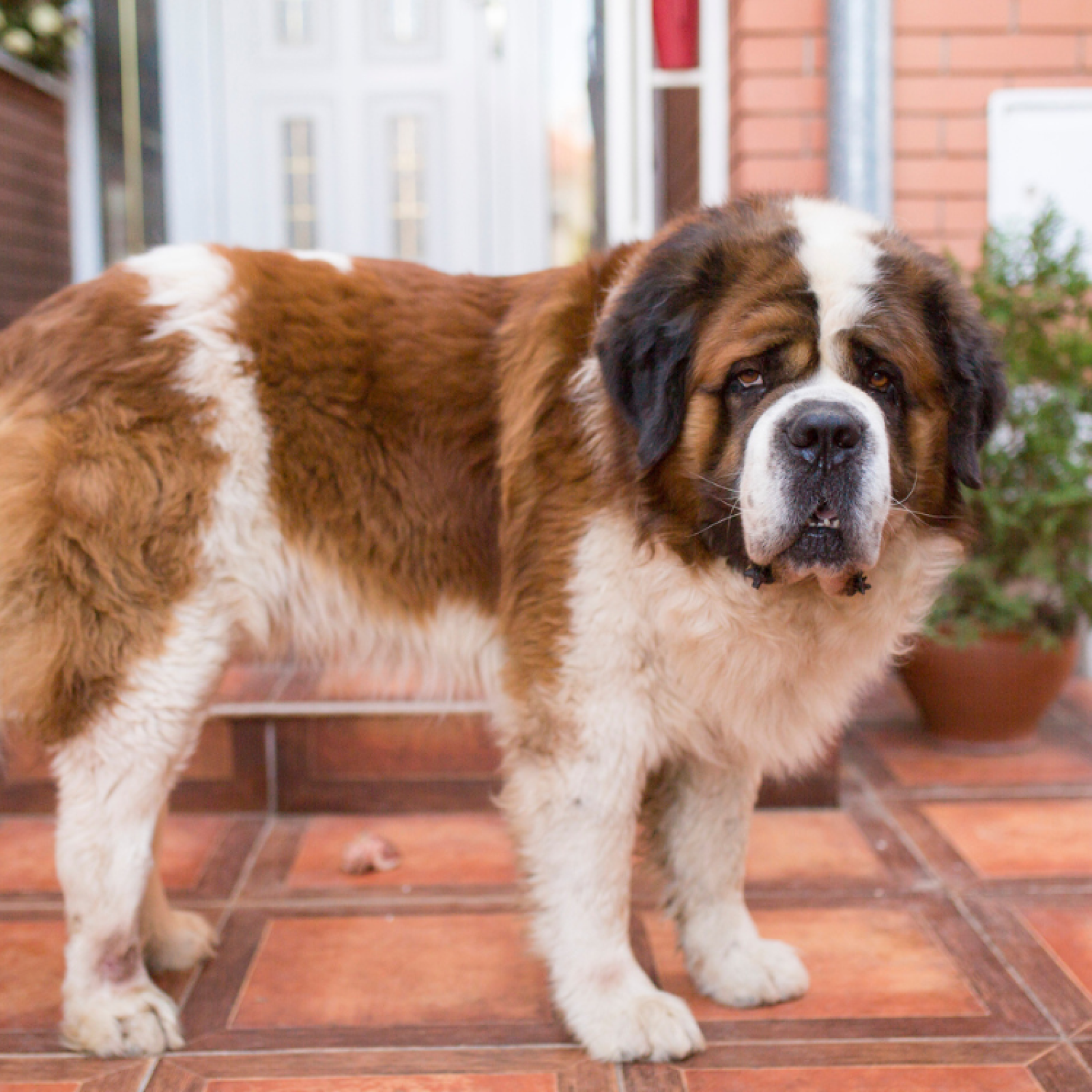 Big saint bernard clearance dog