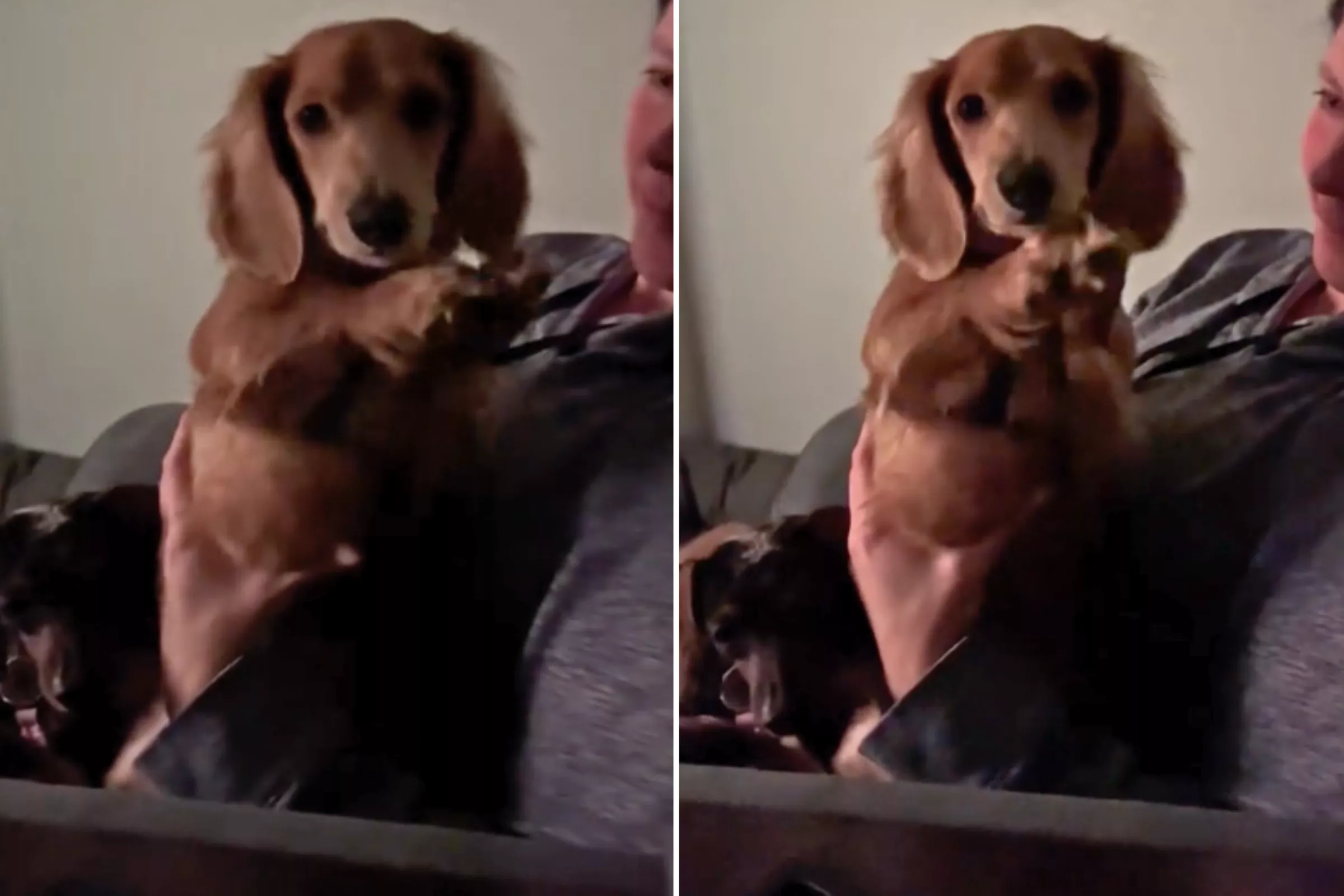Hilarious Dancing Dachshund Wins Pet of the Week - Vimarsana News
