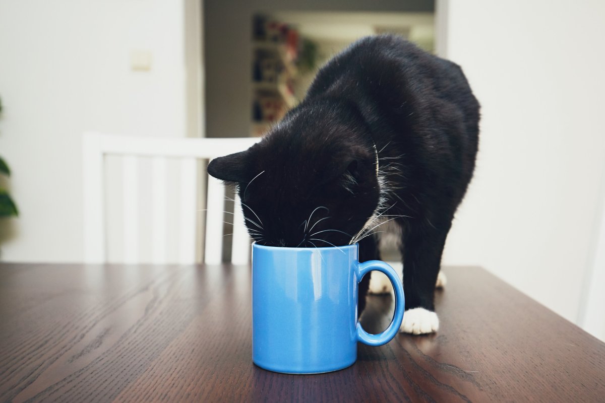 cat stealing owner's coffee melts hearts
