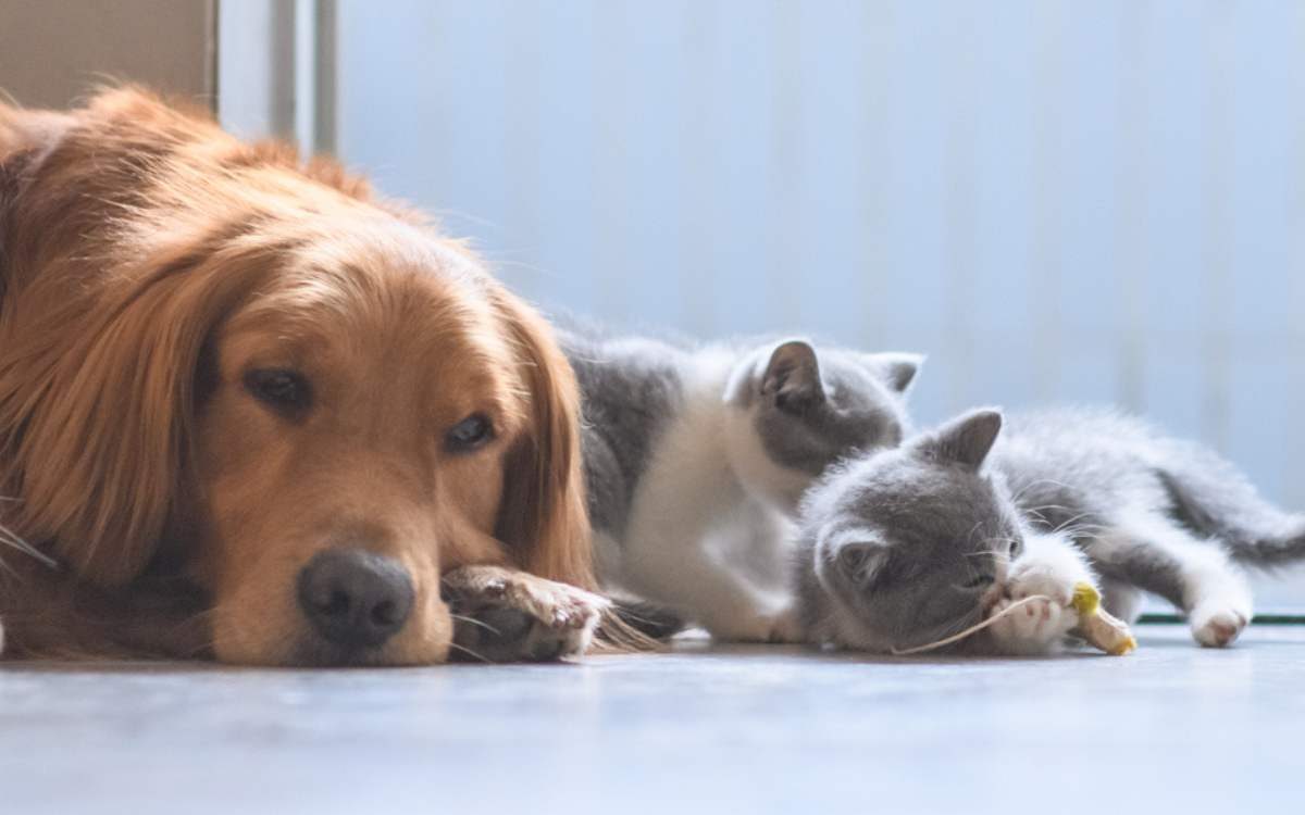 Senior golden retriever's 