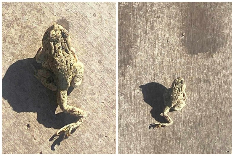 Five-legged toad