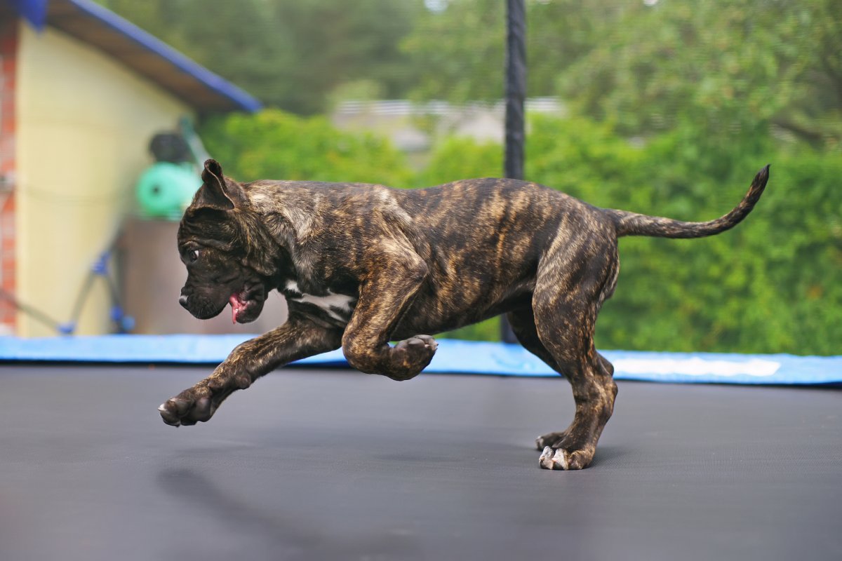 Dog on trampoline 