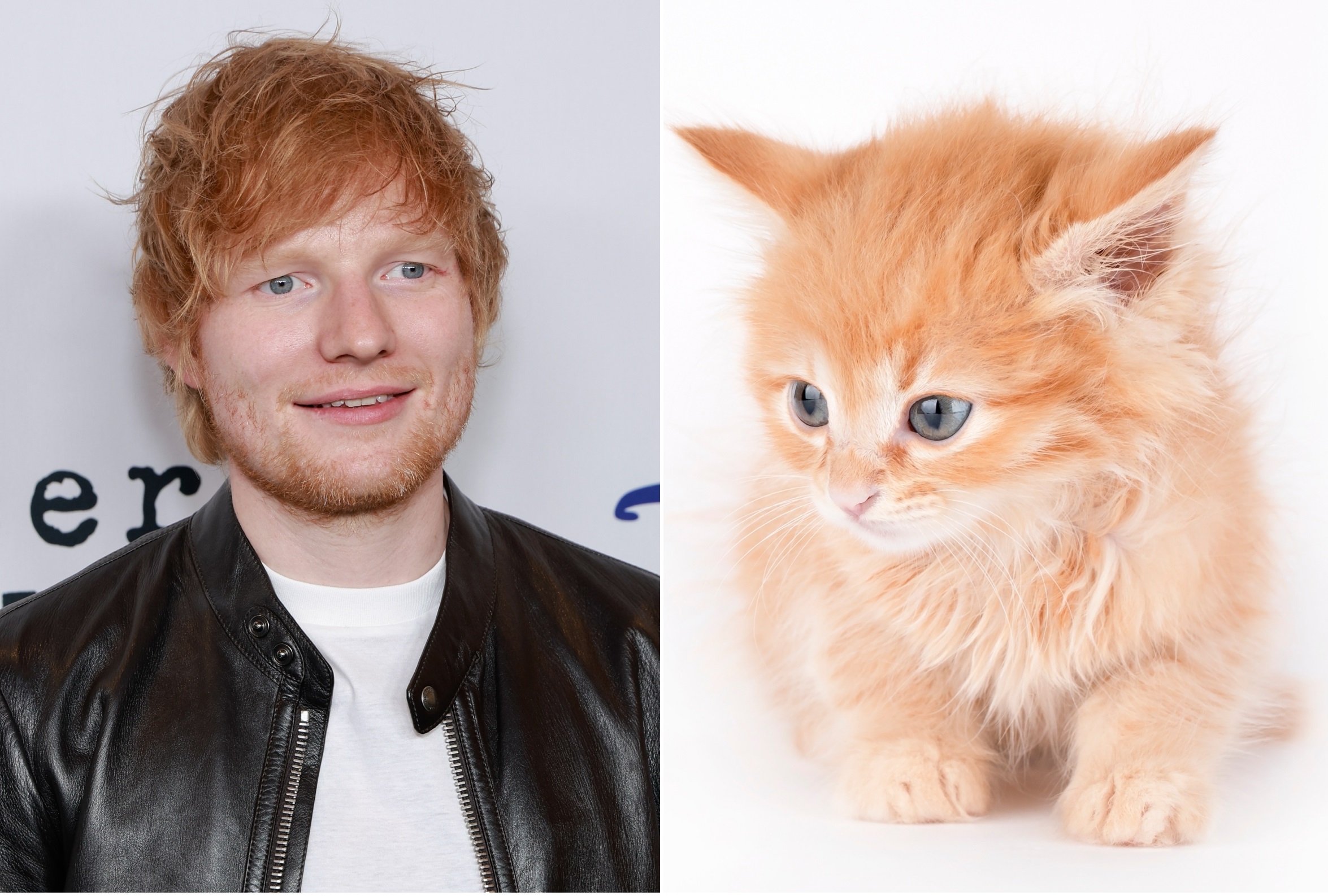 Ed Sheeran Lookalike Kitten Sees Internet In Stitches So Accurate 