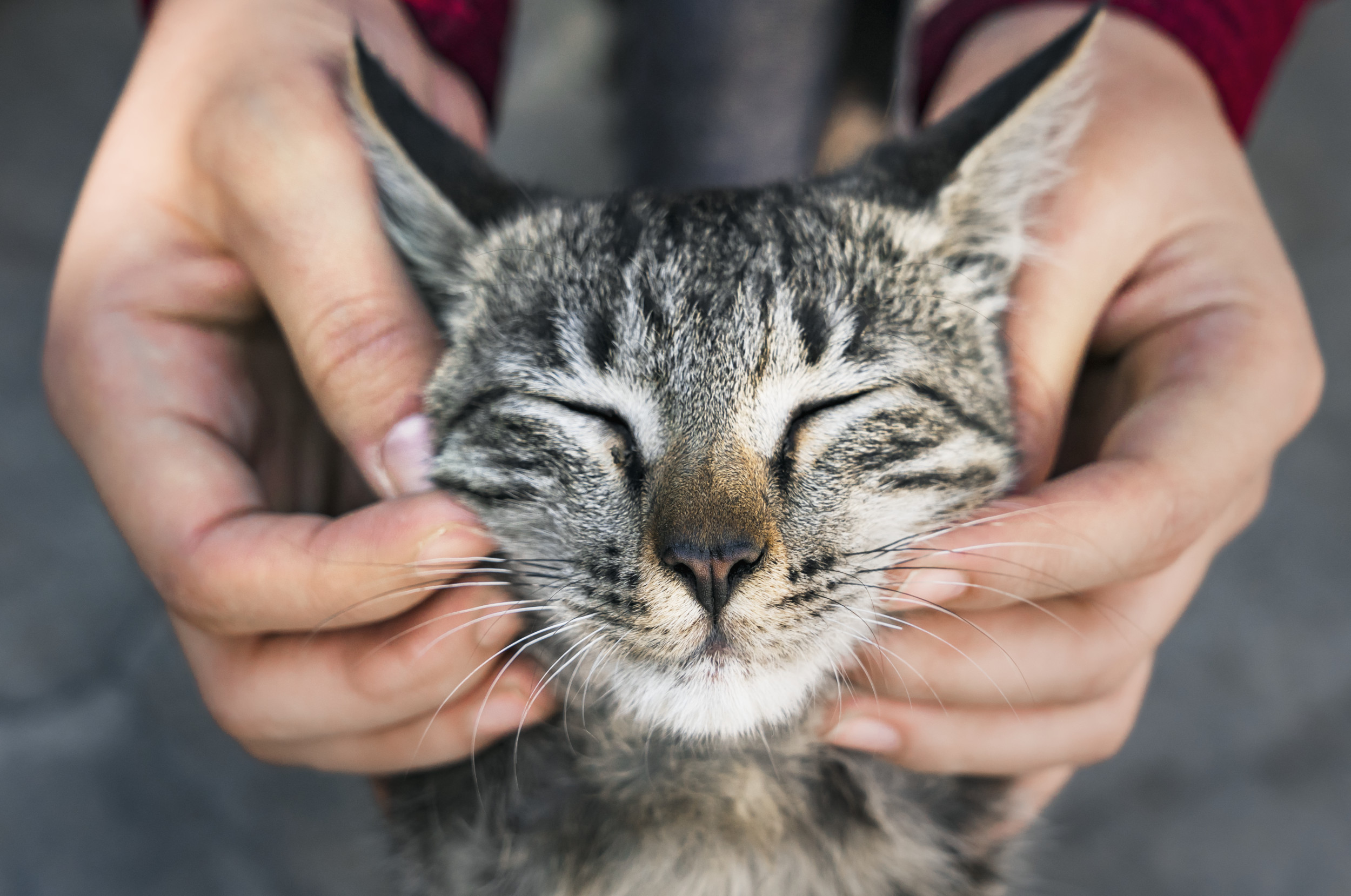 Stray cat demands cuddles after being found in woman's yard in adorable vid