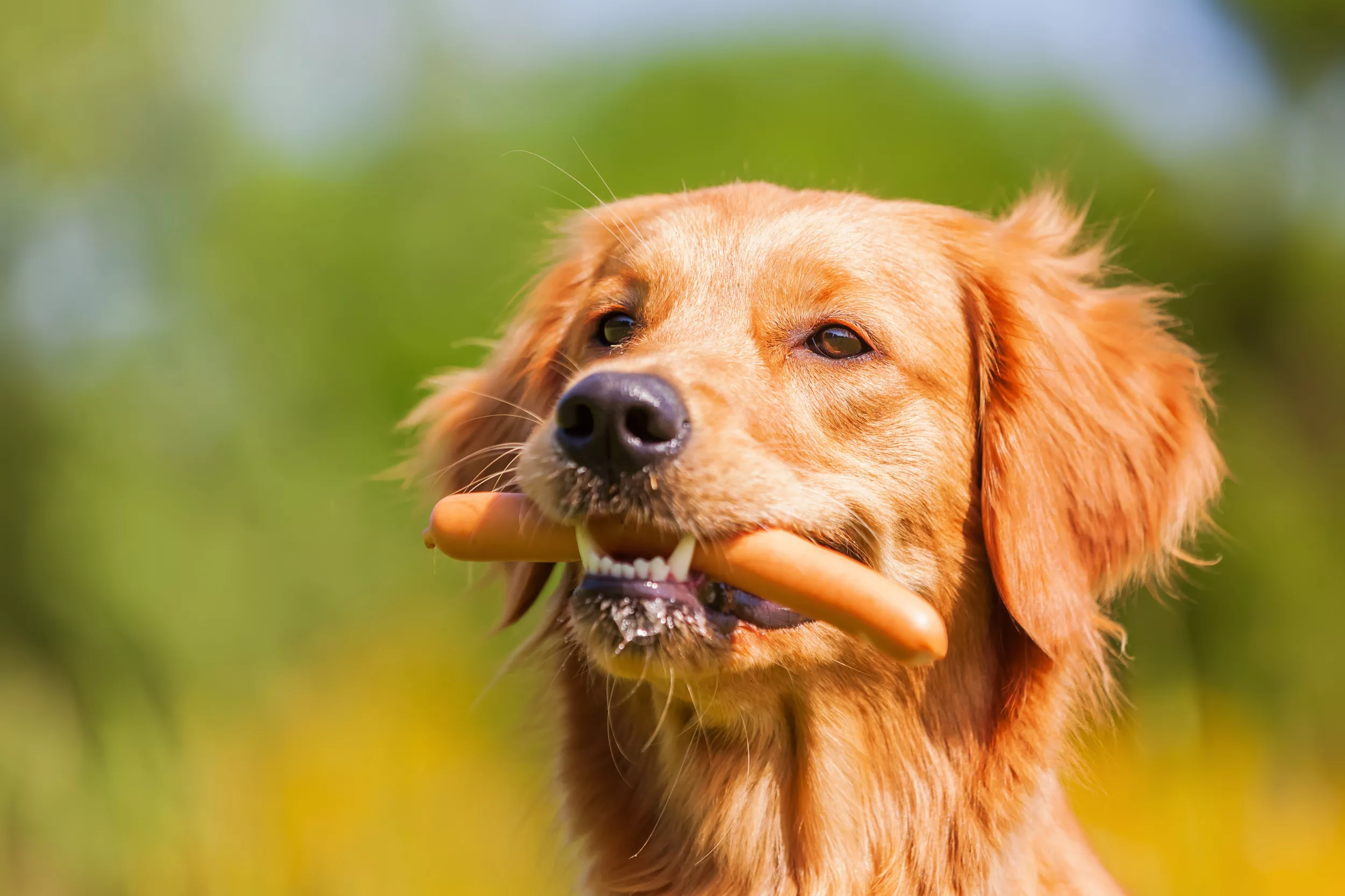 Golden Retriever Delights Viewers as He Specifically Orders 3 Sausages - Vimarsana News