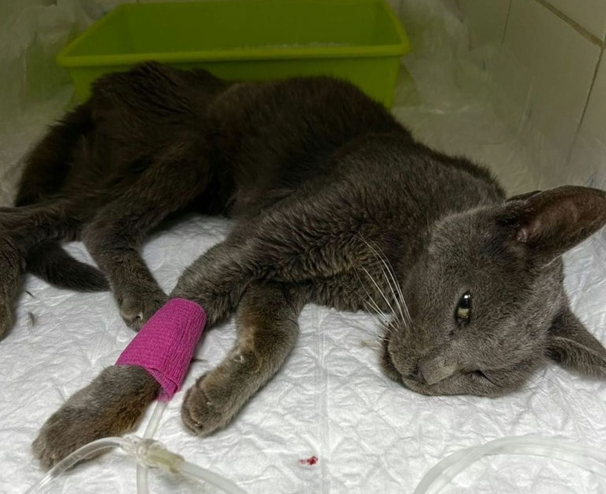 Cat Miraculously Survives 65 Foot Cliff Fall