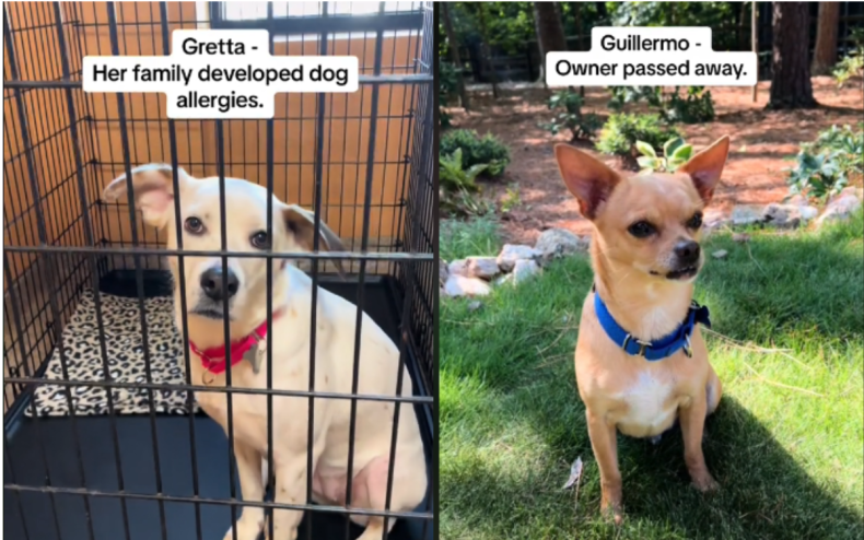 Gretta and Guillermo the rescue dogs.