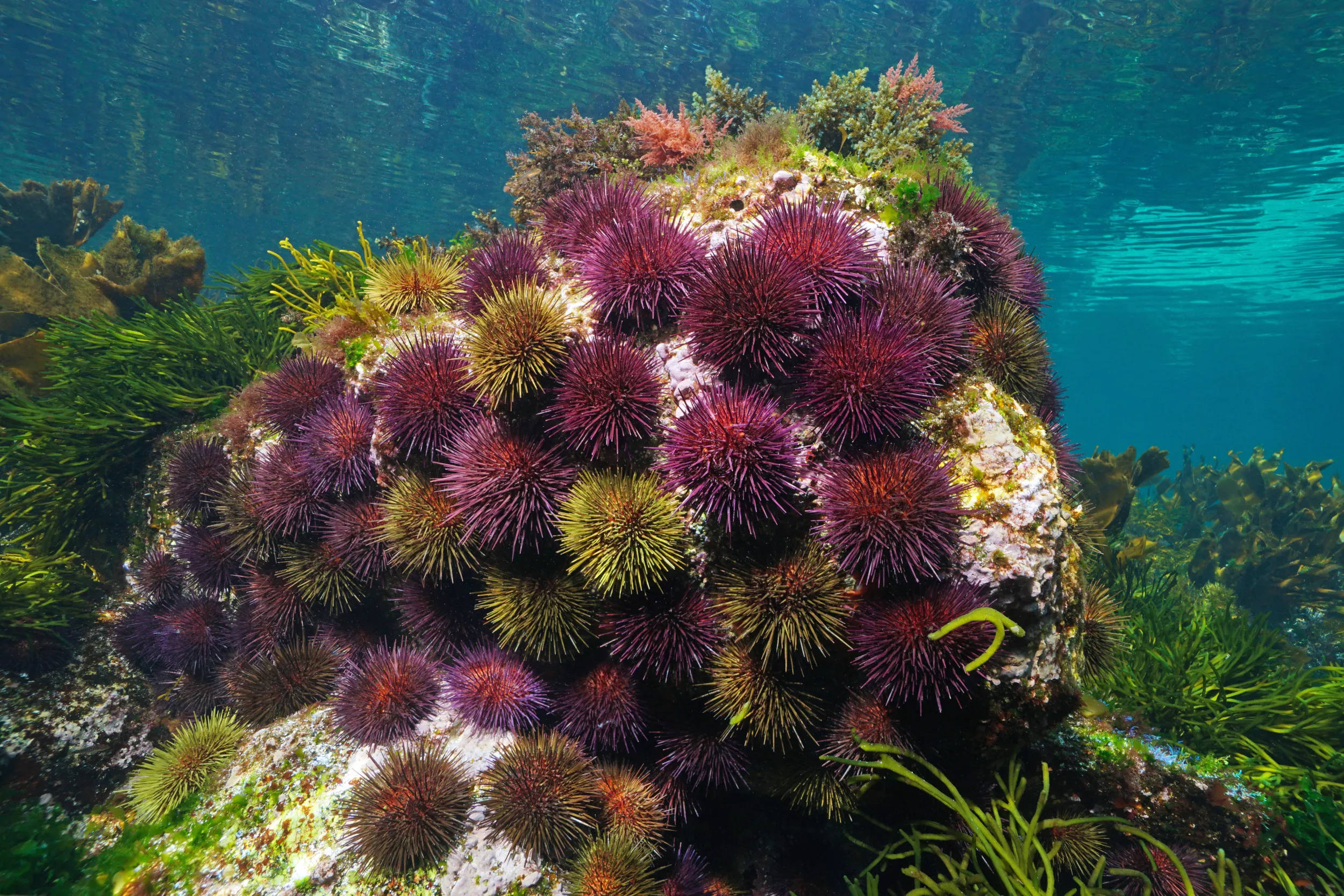 Scientists Puzzled After Thousands of Sea Urchins Mysteriously Wash Up Dead - Vimarsana News