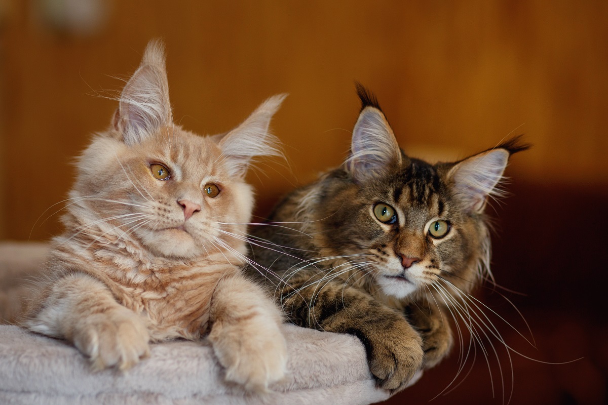 what-giant-maine-coon-looks-like-next-to-siblings-amazes-internet