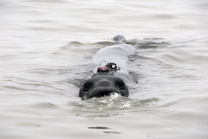 Tagged sea lion