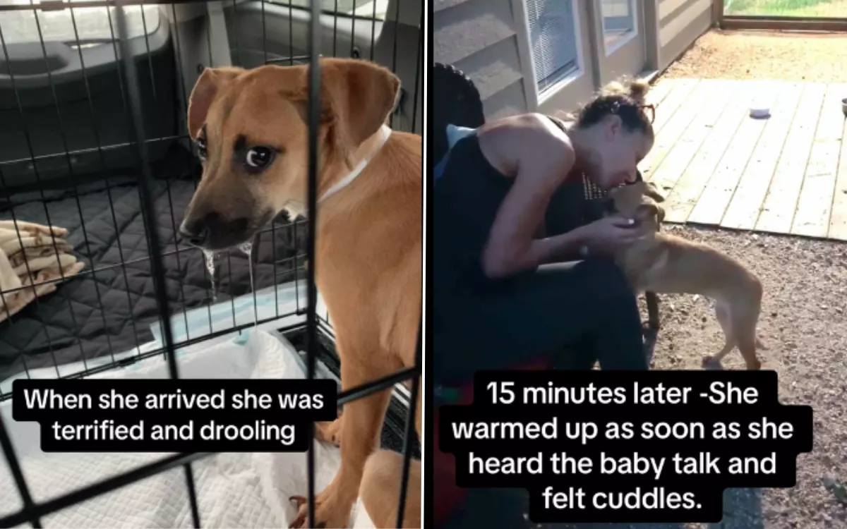 'Aggressive' Puppy Who Faced Euthanasia Transformed by Foster Carer's Love - Vimarsana News