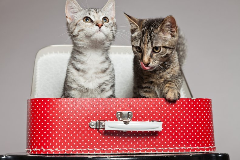 cats in plane delight internet