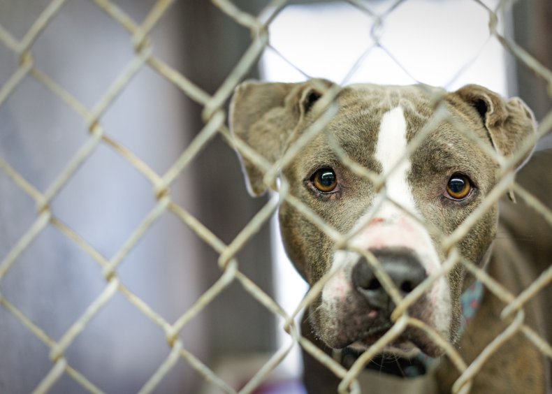 foster dog looks unrecognizable after getting love