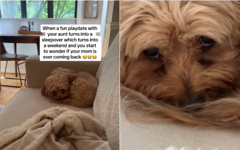 Milo the Cavapoo appeared worried.