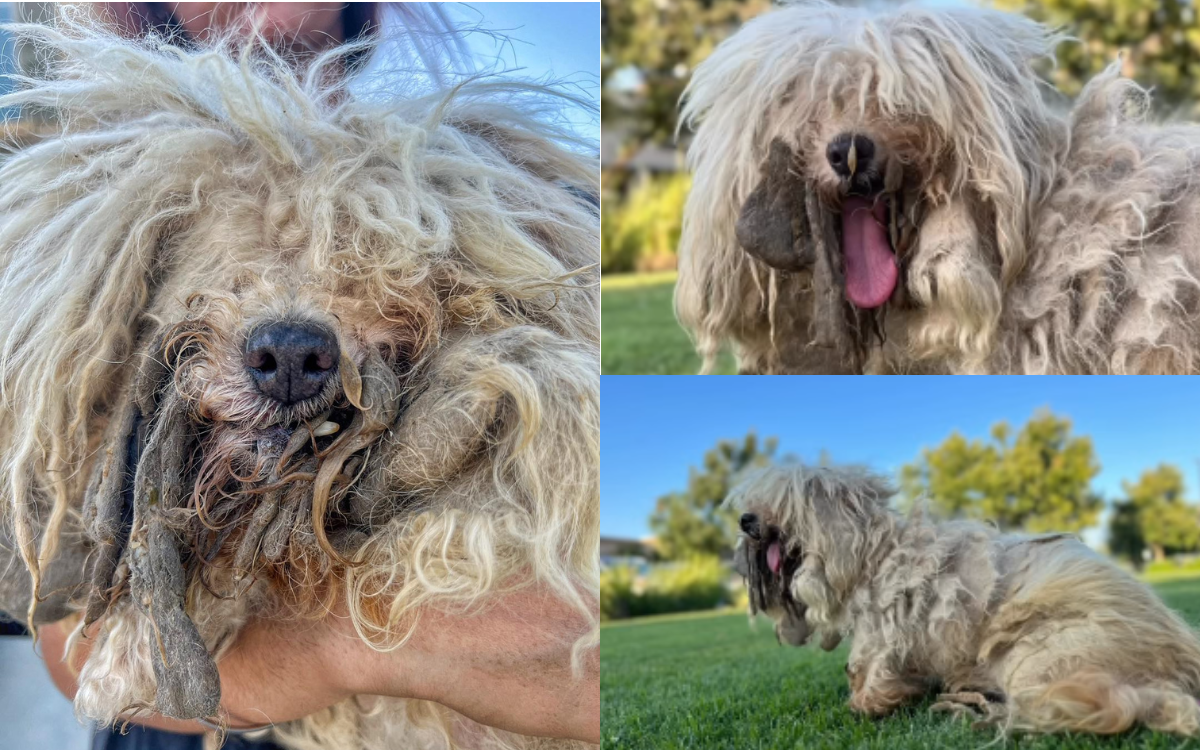 Dudley the dog has been transformed