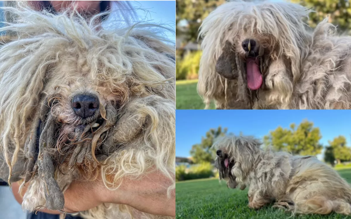 Dog Who Endured 'Worst Neglect' Shelter Had Ever Seen Is Transformed - Vimarsana News
