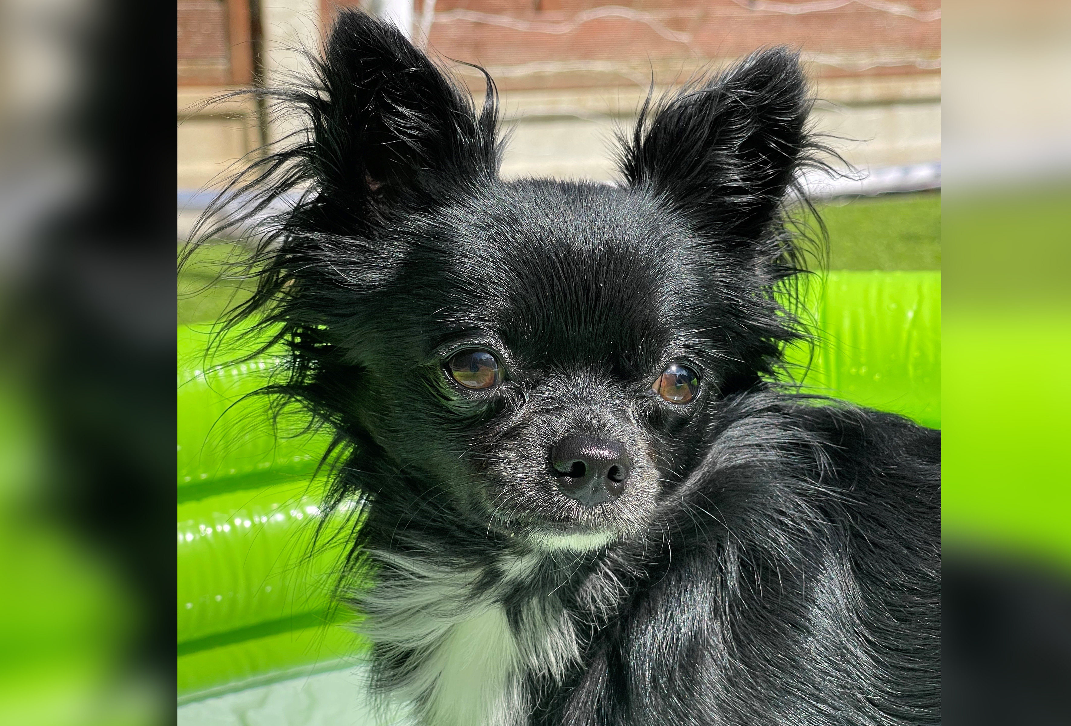 Black Long Haired Chihuahua Puppies