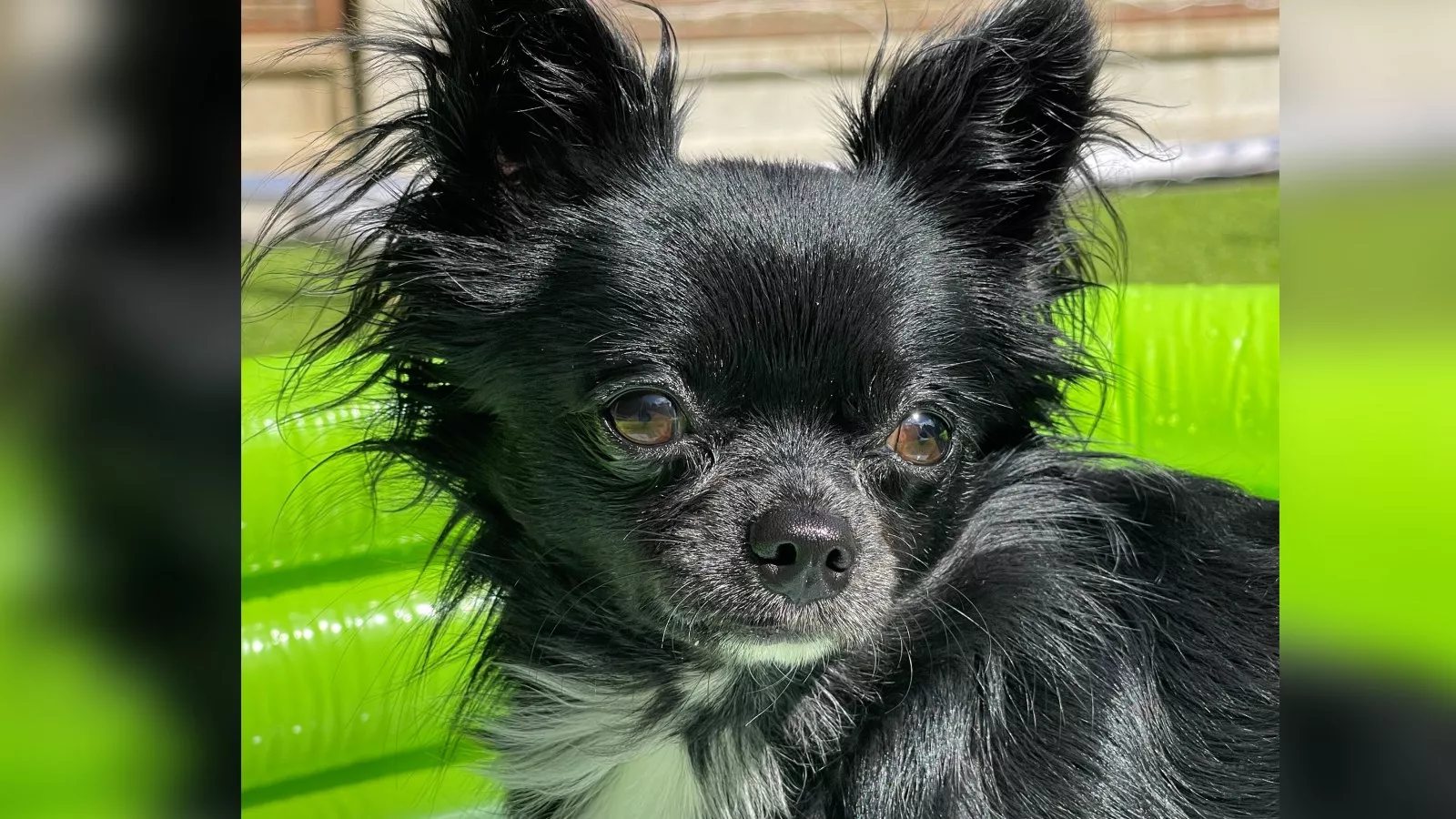 All black best sale chihuahua