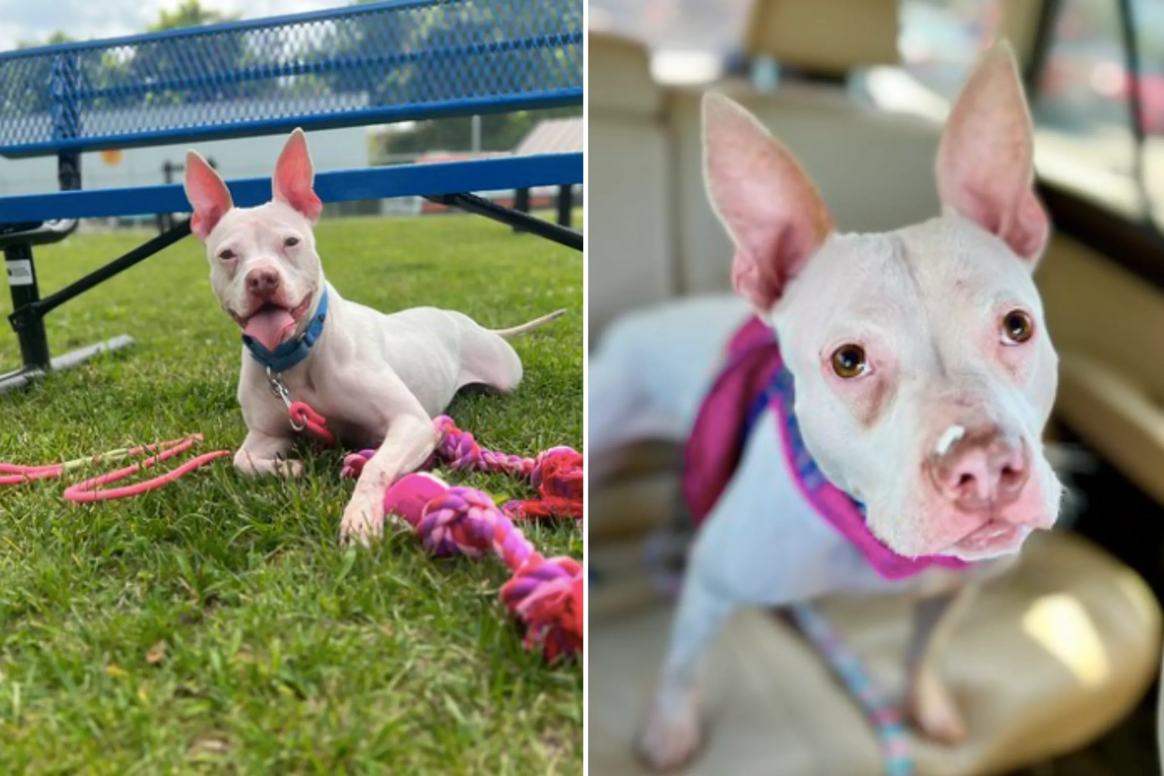 Joy as Rescue Dog Who Spent 268 Days in Shelter Finds 'Forever Family' - Vimarsana News