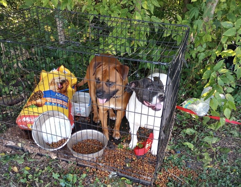 Dogs in cage