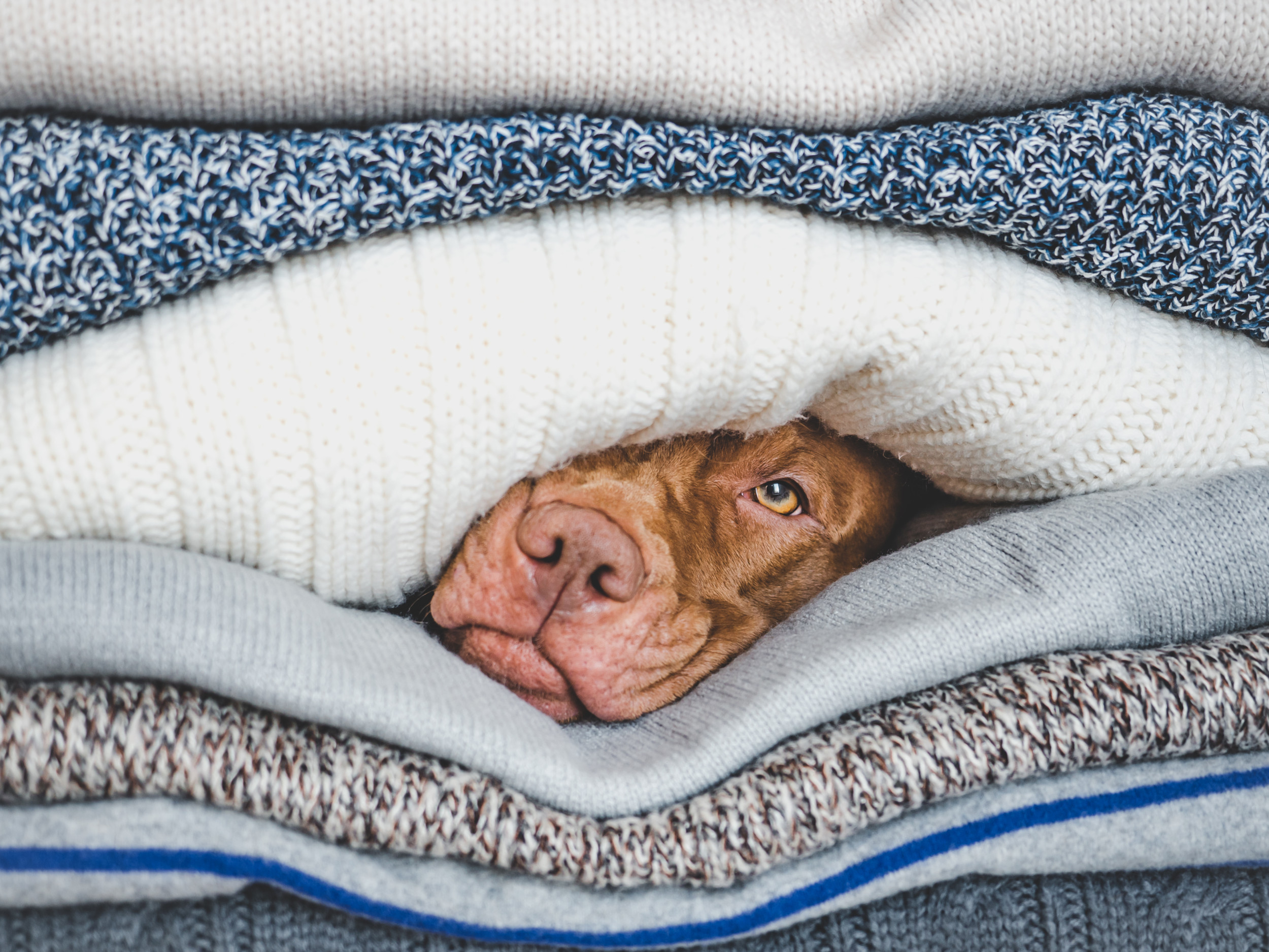 Dog laying under outlet bed