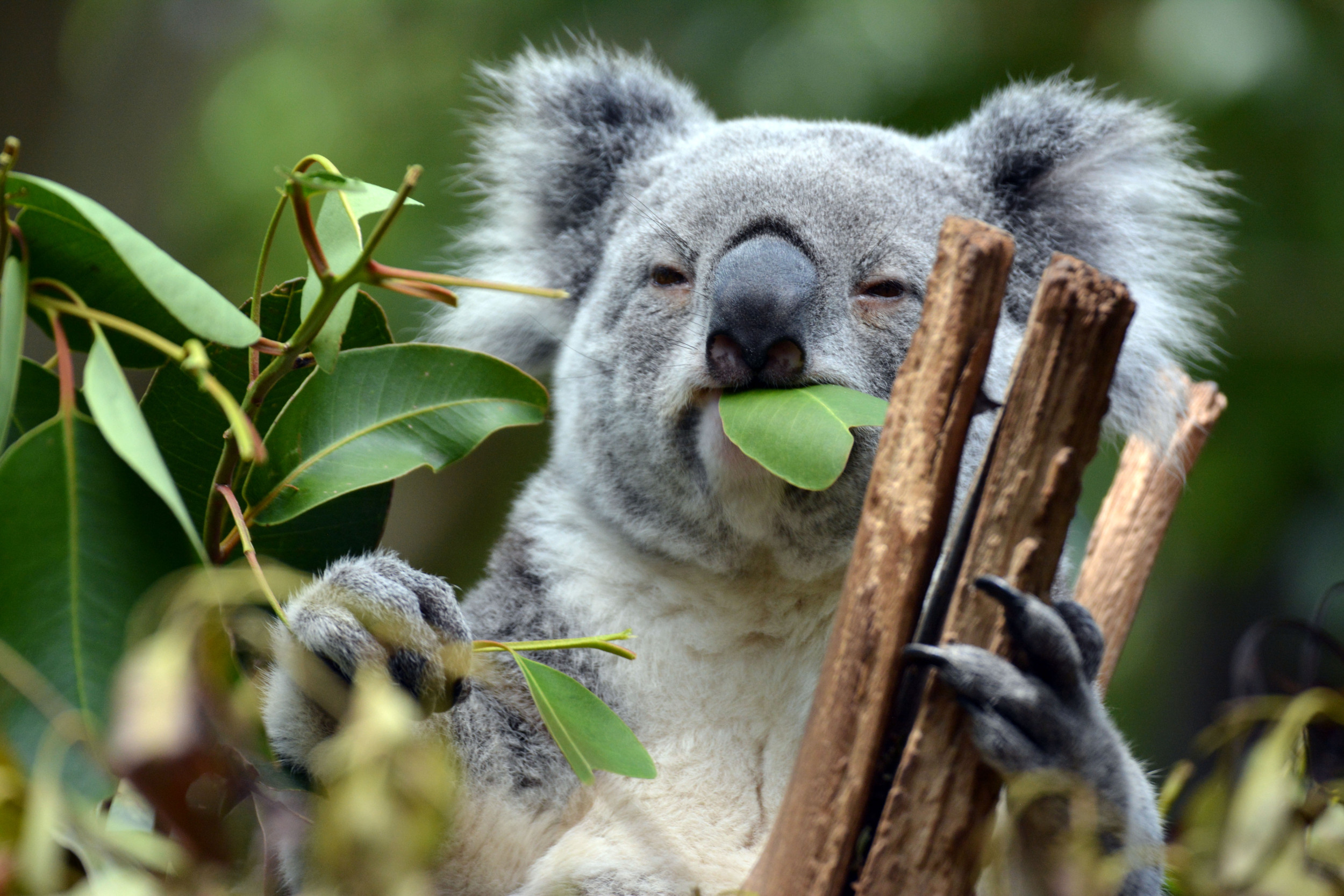 Greedy Koala Eats Nearly $4,000 Worth of Plants Meant for Others