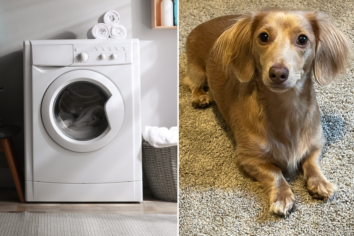 Laundry and dachshund